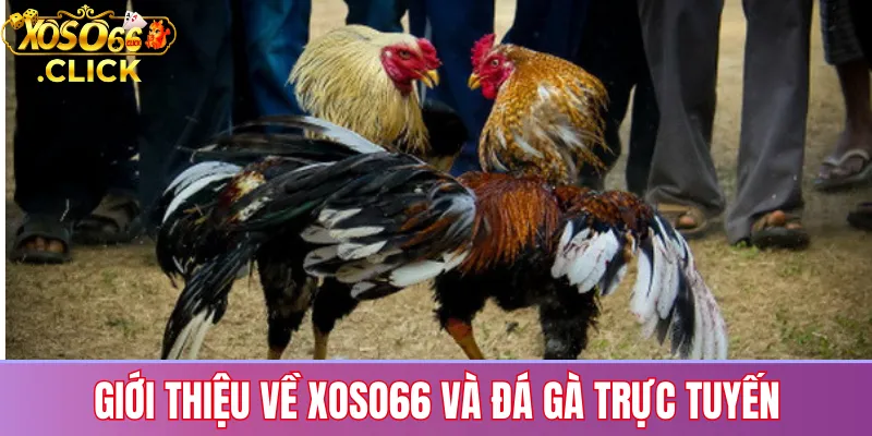 Giới thiệu về Xoso66 và đá gà trực tuyến